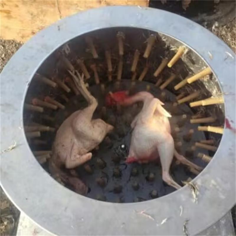 Chicken Plucker Machine - New Quail Pigeons Bird Hair Removal